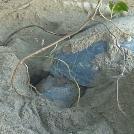 A female Green Turtle is excavating the egg chamber by alternate movements of her hind flippers