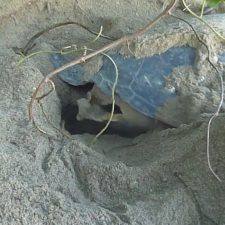A female Green Turtle is using her hind flippers to excavate the egg chamber