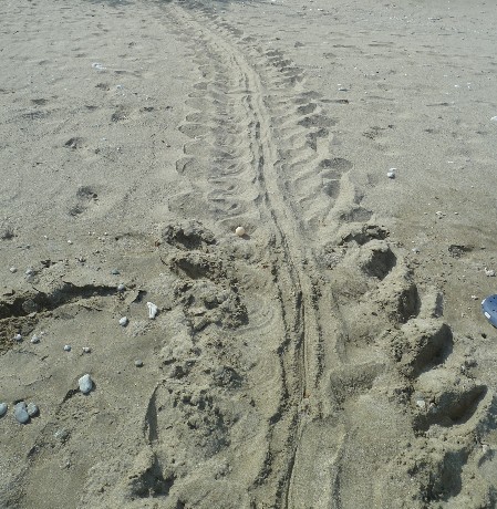 The crawl (or track) of a female sea turtle on the beach indicating her search for a nesting site.