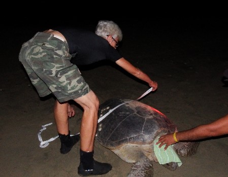 Measuring the carapace of a female Green Turtle