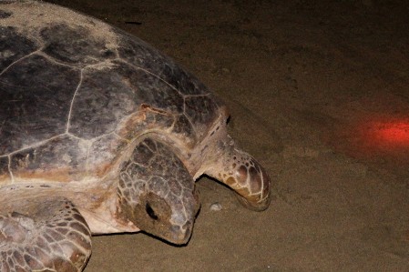 A female Green Turtle crossing the beach to return to the sea after nesting
