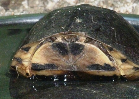 South Asian Box Turtle retracted into its shell