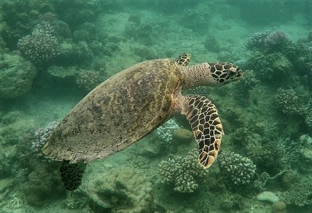 An adult Hawksbill Turtle swimming above corals.