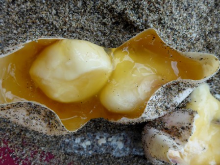 An undeveloped sea turtle egg containing a double egg yolk