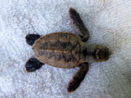Top view of a Hawksbill Sea Turtle hatchling