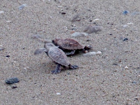 Two lively Hawksbill hatchlings racing to the sea