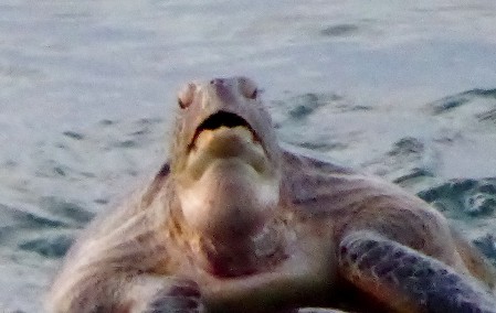 A male turtle with open beak showing his powerful jaws