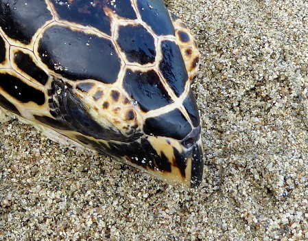 Close-up of a Hawksbill's head revealing the position of nostrils