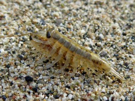 Sea Slaters (Genus Ligia)