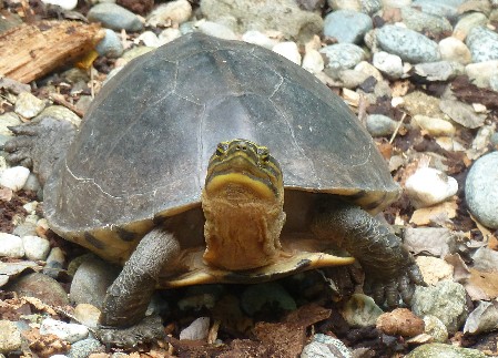 South Asian Box Turtle with exposed head and limbs