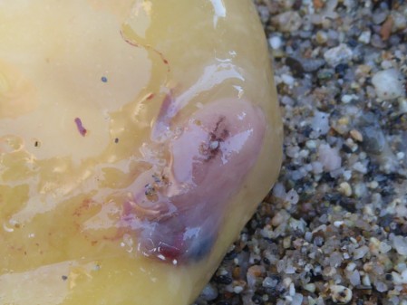 An underdevloped sea turtle embryo attched to the egg yolk