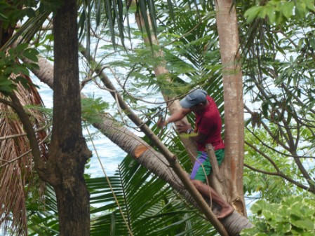 A guy trimming a damaged coconut palm for removal