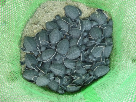 A batch of Green Turtles have emerged to the nest surface