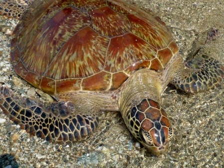 Head and carapace of a sub-adult Green Turtle showing the beautiful pattern