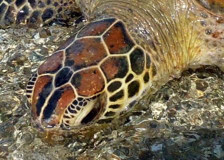 A close-up of a Green Turtle's head revealing the pattern of head scutes