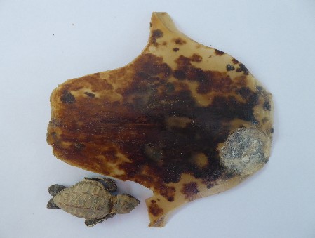 A single Hawksbill scute in comparison with a hatchling