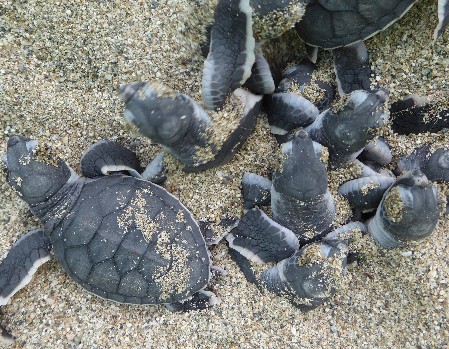 A group of Green Turtle babies is emerging from the nest