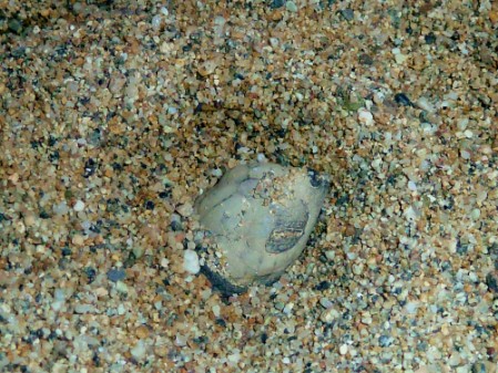 The head of the first emerging Olive Ridley hatchling is showing above the surface