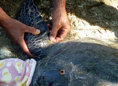 A person holding a sea turtle's front flipper to determine the correct spot for tagging