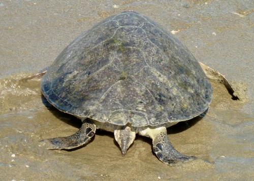 A large Green Turtle is returning to the ocean