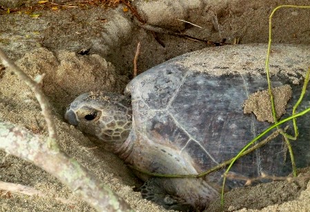 A Green Sea Turtle is resting in her body pit.