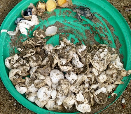 The remains of a cleared sea turtle nest showing eggshells, un- and underdeveloped embryos