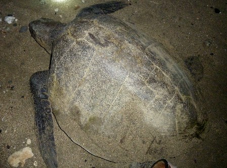 A female Olive Ridley returning to the sea