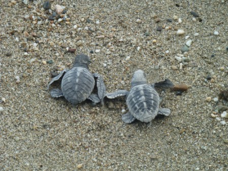 Two Olive Ridley hatchlings crawling across the beach.