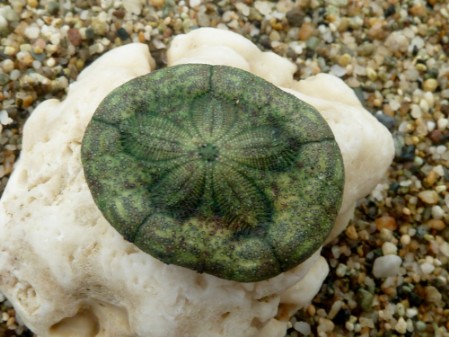 Reticulated Sea Biscuit (Clypeaster reticulatus)