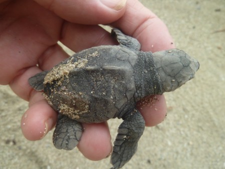 Hand holding an Olive Ridley hatchling before release