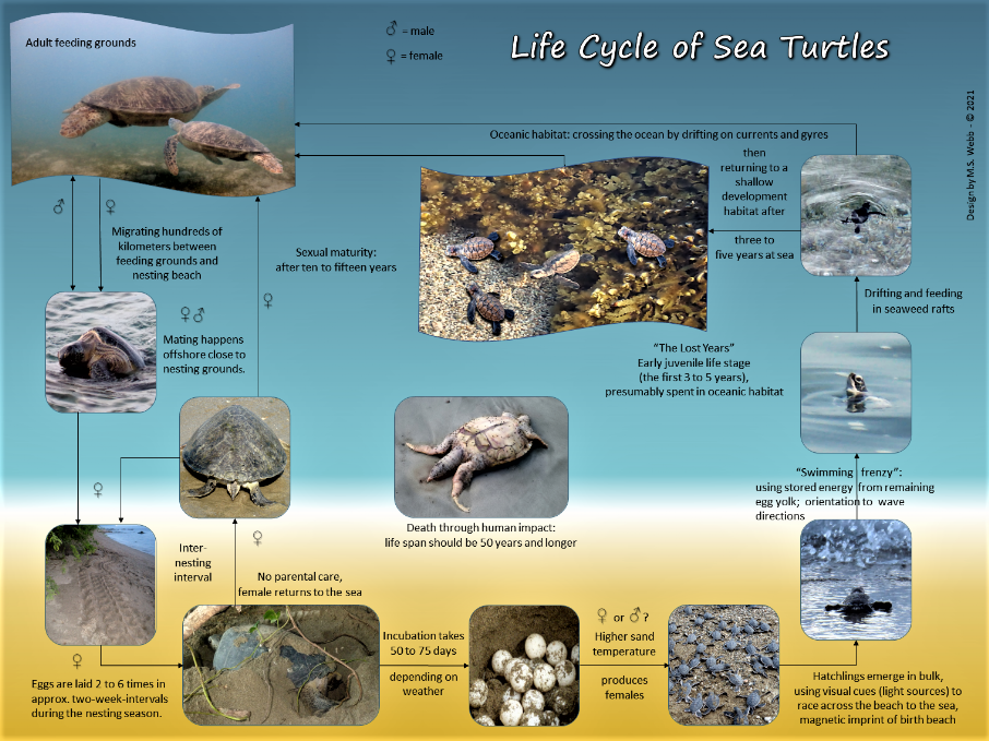 An illustration with photos showing the different life phases of sea turtles