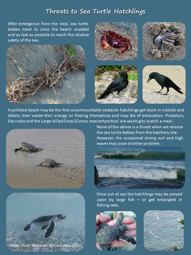Examples of dangers that baby sea turtles face after emergence from the nest